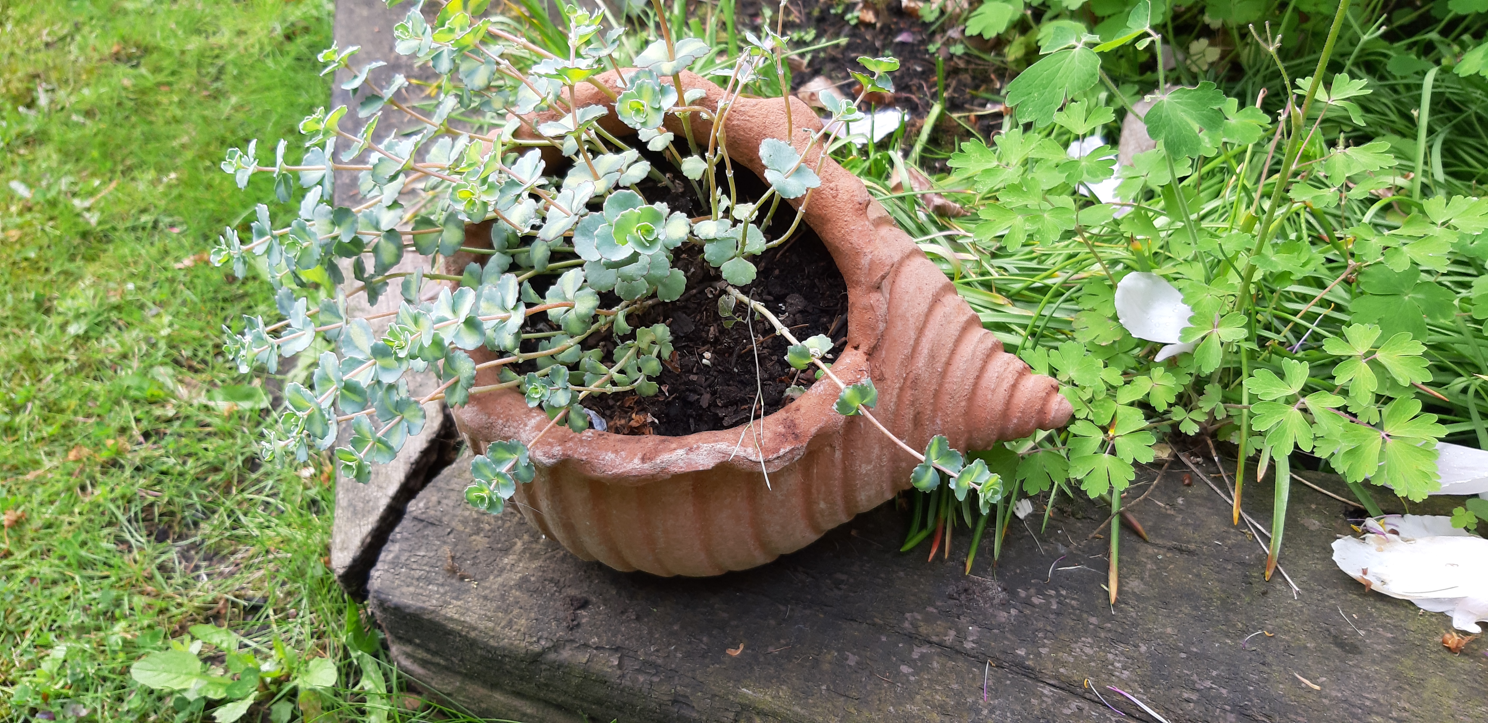 Terracotta pot 2